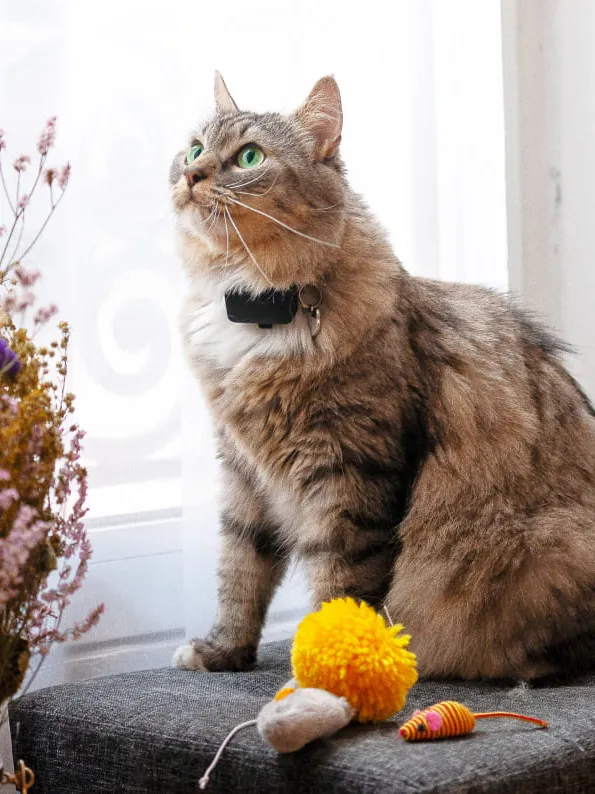 cats GPS tracker