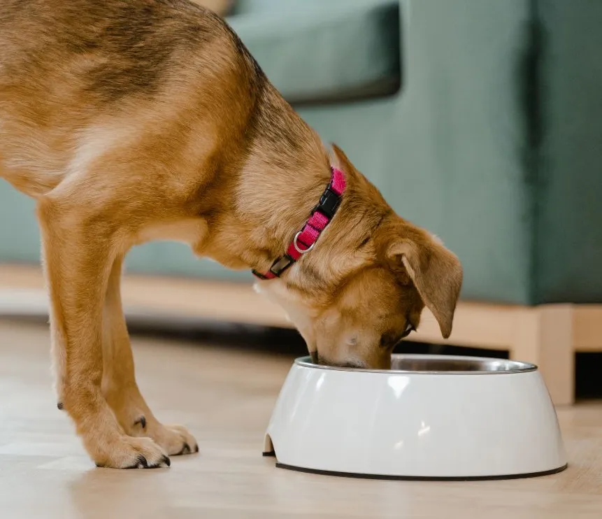A mixed-breed dog with a brown coat and a pink collar eating from a white dog bowl indoors.