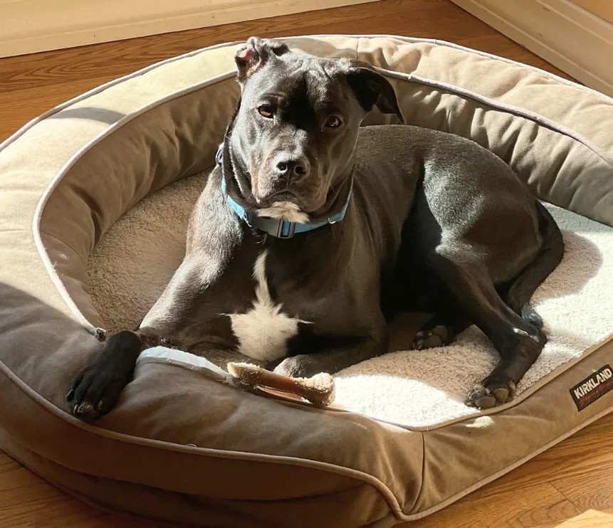 A black and white Staffordshire Bull Terrier mix lying in a round dog bed with a chew toy.
