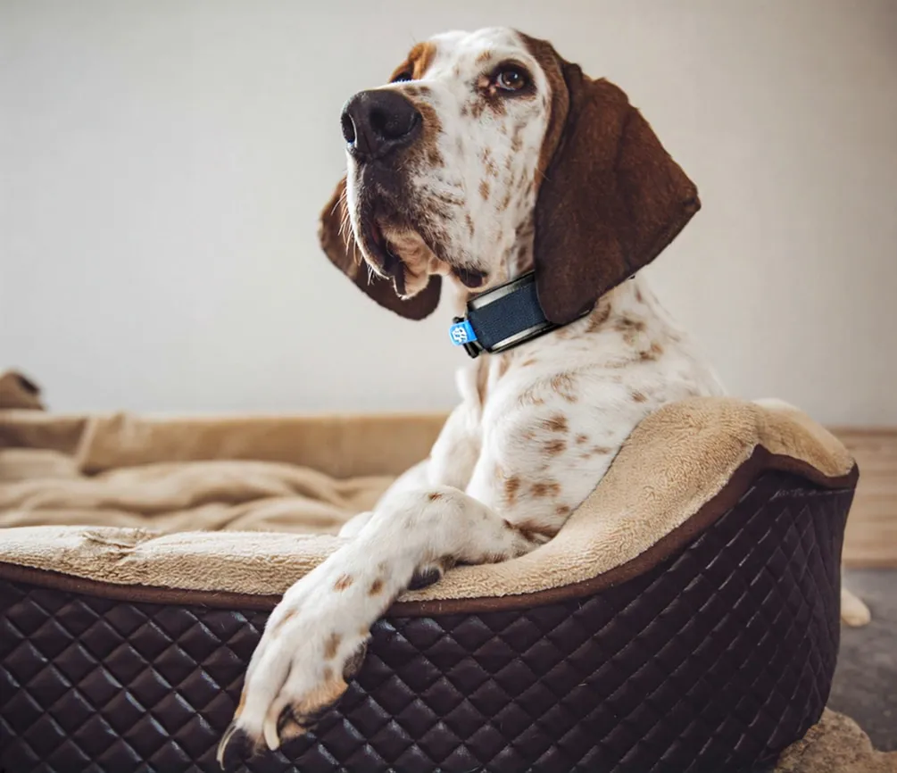 Ein entspannter English Pointer Hund, der in einem gepolsterten Hundebett ruht und ein blaues Smart-Halsband trägt.