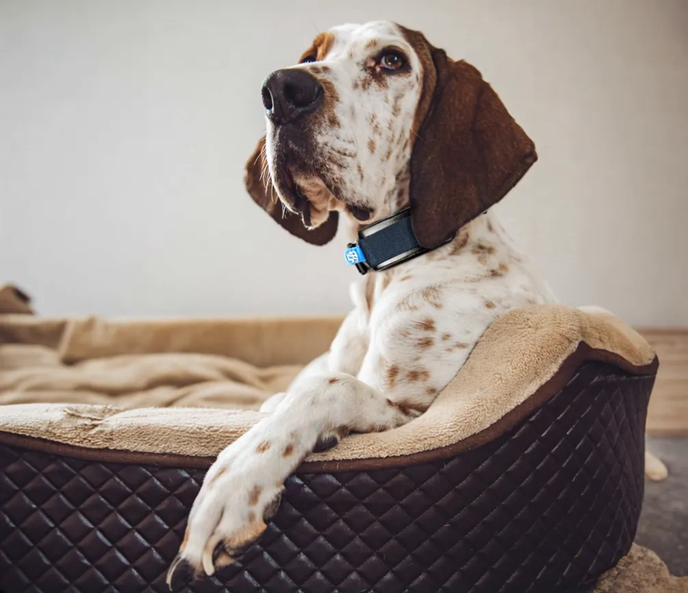 A relaxed English Pointer dog resting in a cushioned dog bed while wearing a blue smart collar.