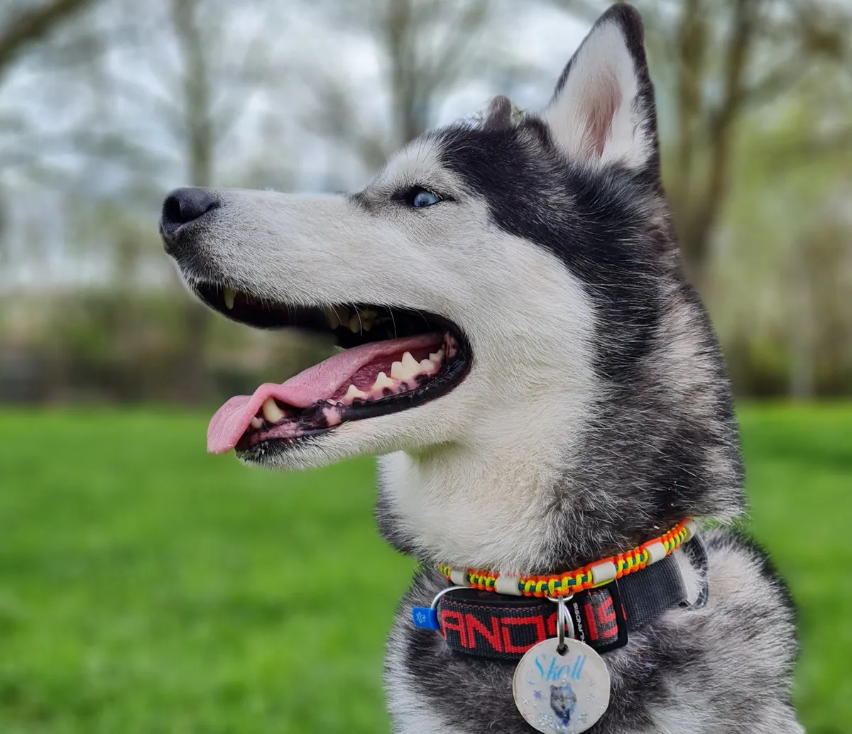 Localizador de salud para perros