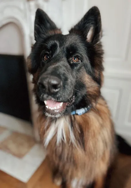 Un perro Pastor Alemán sentado en interiores, llevando un collar Invoxia Biotracker amarillo.