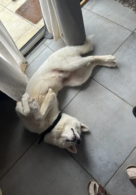 Un perro Akita blanco acostado de espaldas en un suelo de baldosas en interiores, llevando un Invoxia Biotracker negro.