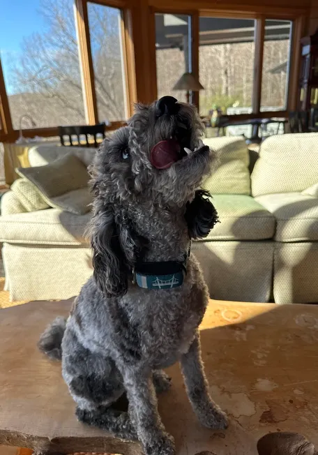 Un pequeño caniche gris sentado en el interior, lamiéndose la nariz mientras lleva un Invoxia Biotracker.