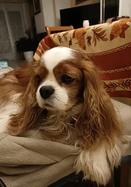 Un Cavalier King Charles Spaniel acostado en una silla en interiores, luciendo relajado.