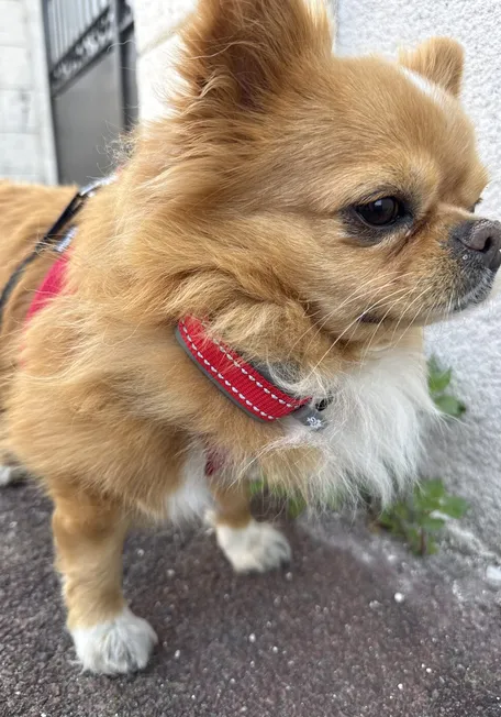 Un pequeño chihuahua leonado de pie sobre una acera, llevando un collar rojo equipado con un Invoxia Biotracker.