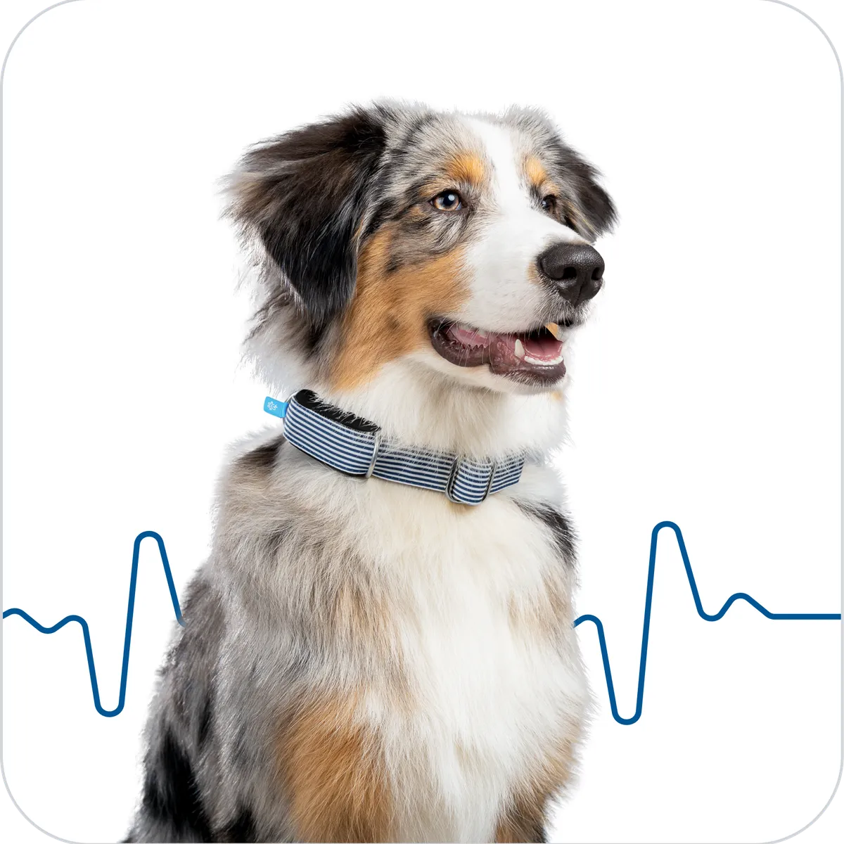 Un chien portant un Minitailz