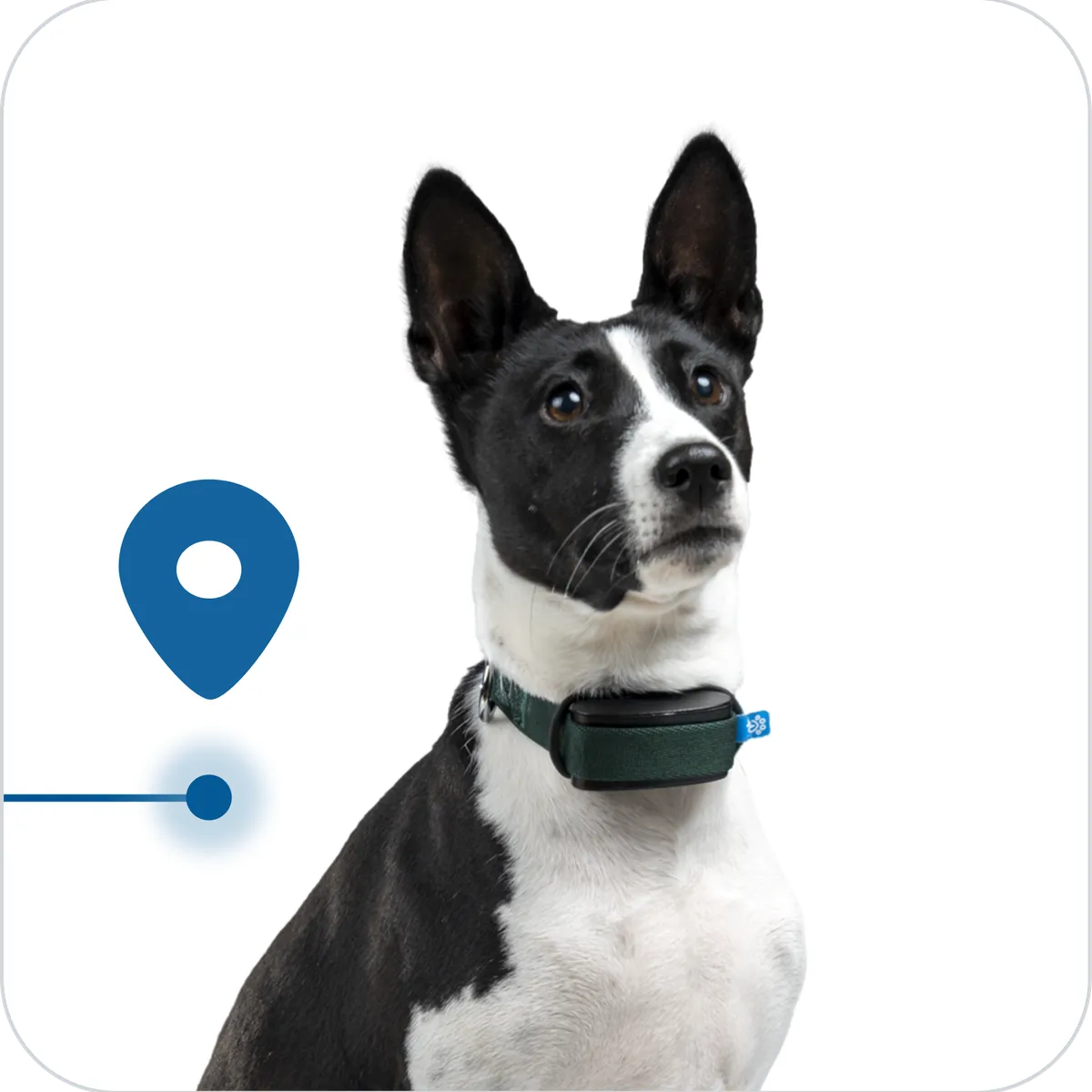 Un chien portant un Minitailz