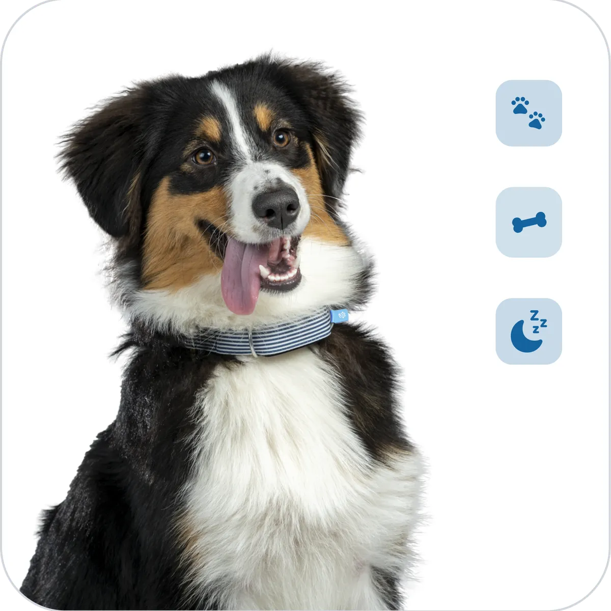 Un chien portant un Minitailz