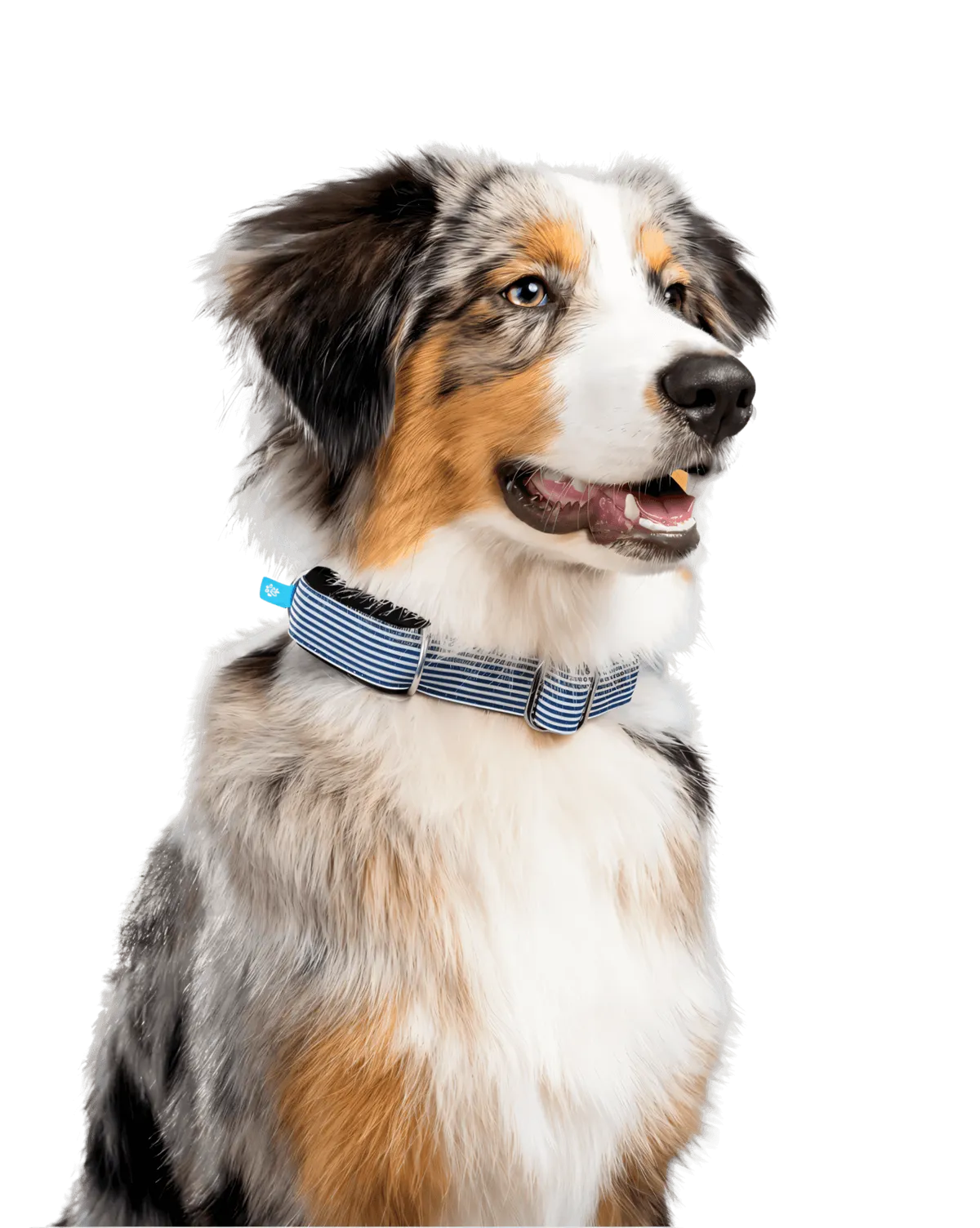 An Australian Shepherd wearing an Invoxia Biotracker around its neck.