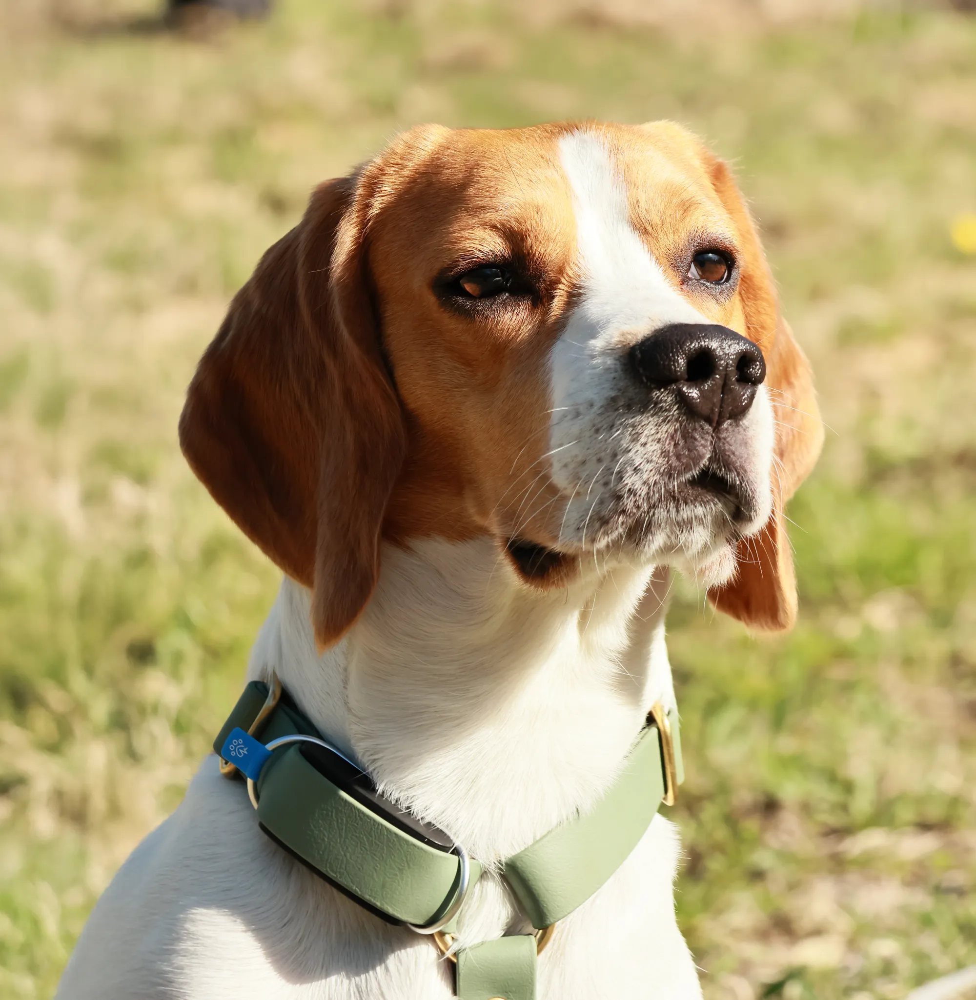 A Beagle sitting in the grass, looking into the distance, wearing an Invoxia Biotracker.