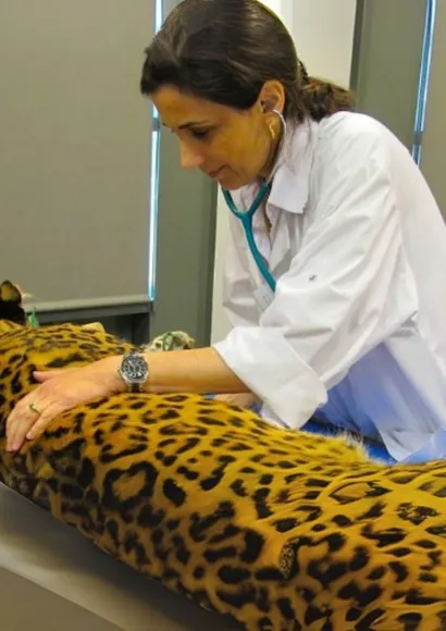 Professor Valérie Chetboul