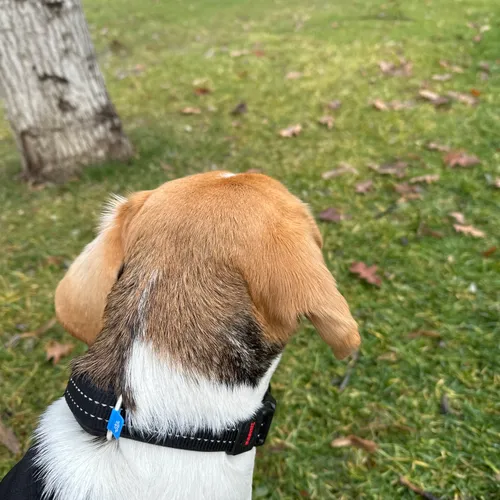 Dispositivo de monitoreo de salud para perros