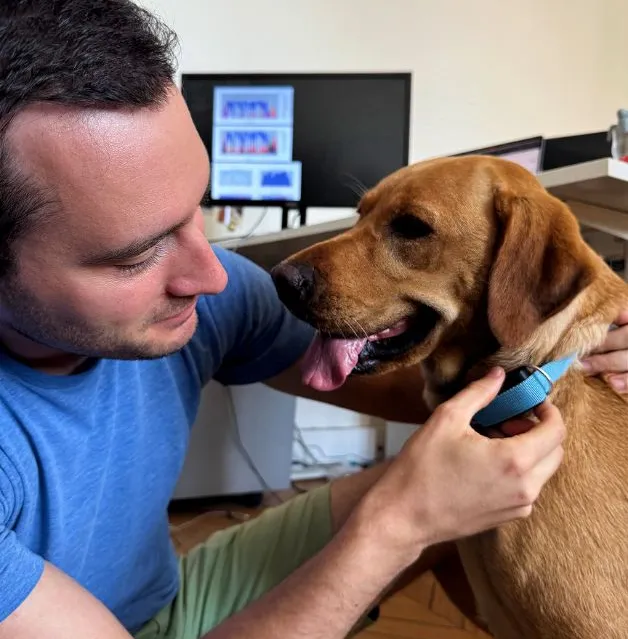 An AI engineer is attaching an Invoxia Biotracker to a happy Labrador Retriever in an office.