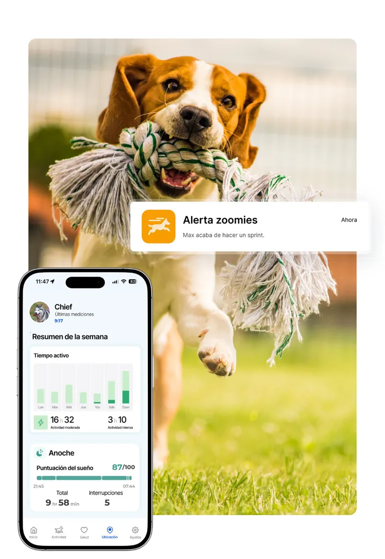 Un perro corre con una cuerda de nudos, junto a la app de seguimiento de actividad del Biotracker para perros: tiempo activo de la semana, 16 h 32 de actividad moderada, 3 h 10 de actividad intensa y puntuación de sueño de 87/100.