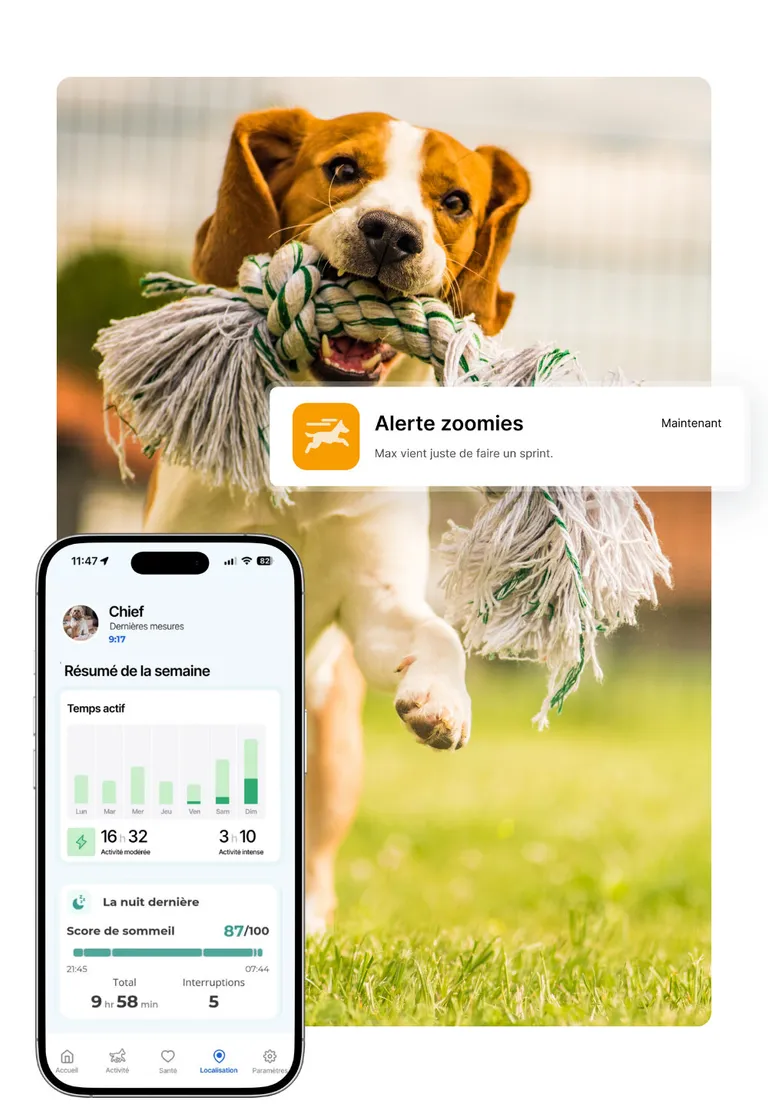 Un chien court avec une corde à nœuds, et l’application de suivi d’activité du Biotracker pour chien : temps actif de la semaine, 16 h 32 d’activité modérée, 3 h 10 d’activité intense et score de sommeil de 87/100.