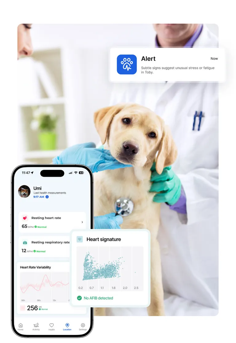 A vet listening to a dog's heart, and the Biotracker health app for dogs: resting heart rate at 65 bpm, resting respiratory rate at 12 breaths per minute and a heart signature with no AFib detected.