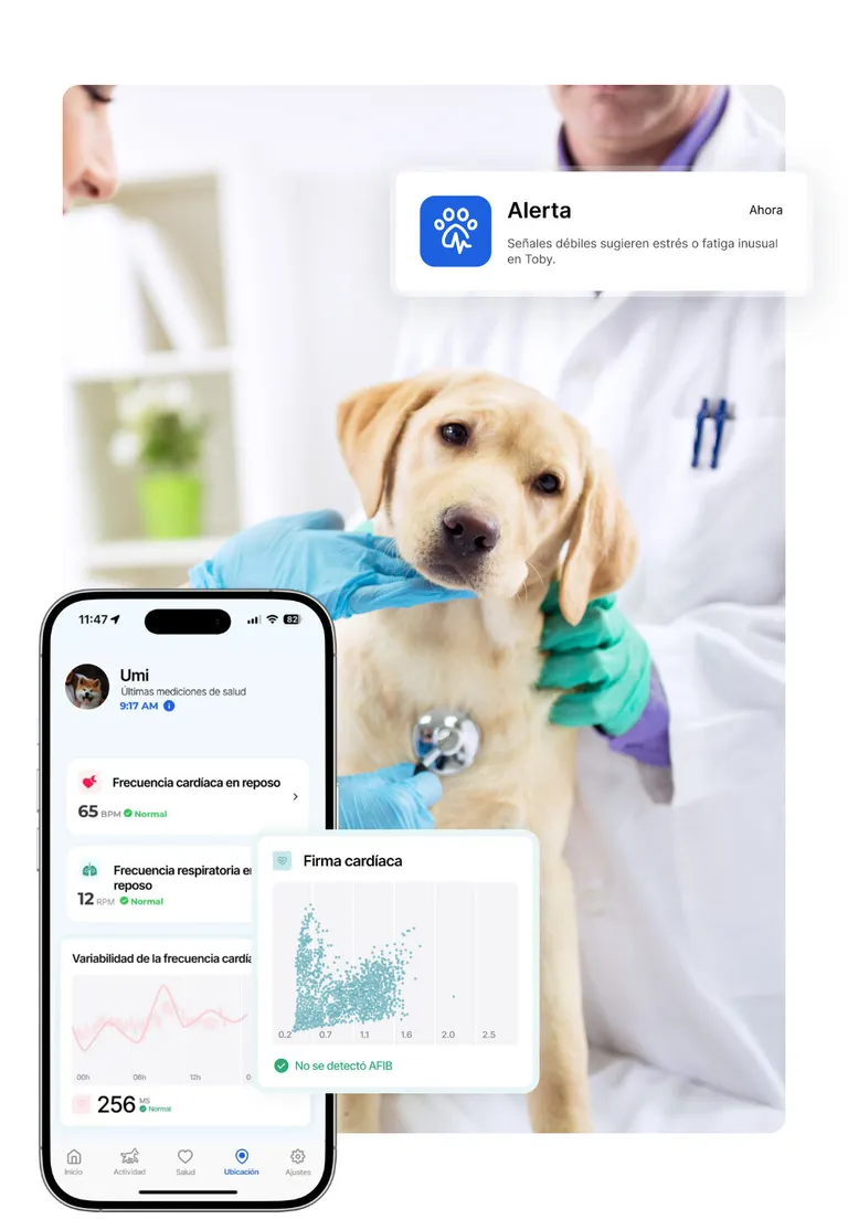 Un veterinario ausculta a un perro, junto a la app de salud del Biotracker para perros: frecuencia cardíaca en reposo de 65 bpm, frecuencia respiratoria en reposo de 12 respiraciones por minuto y firma cardíaca sin fibrilación auricular detectada.