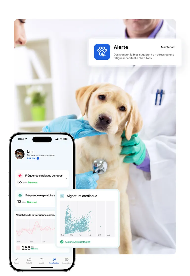 Un vétérinaire ausculte un chien, et l’application de santé du Biotracker pour chien : fréquence cardiaque de repos à 65 bpm, fréquence respiratoire de repos à 12 mouvements par minute et signature cardiaque sans fibrillation atriale détectée.