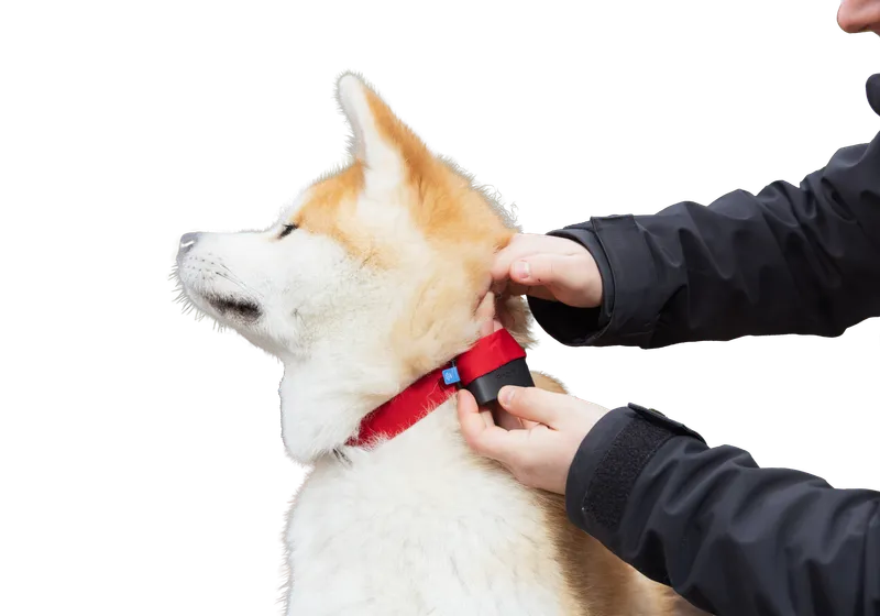 altShibaInuOnGreenGradient