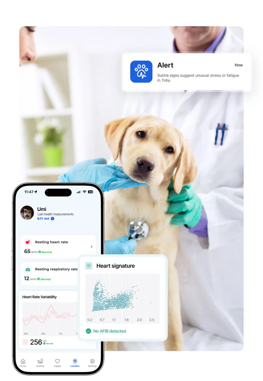 A vet listening to a dog's heart, and the Biotracker health app for dogs: resting heart rate at 65 bpm, resting respiratory rate at 12 breaths per minute and a heart signature with no AFib detected.