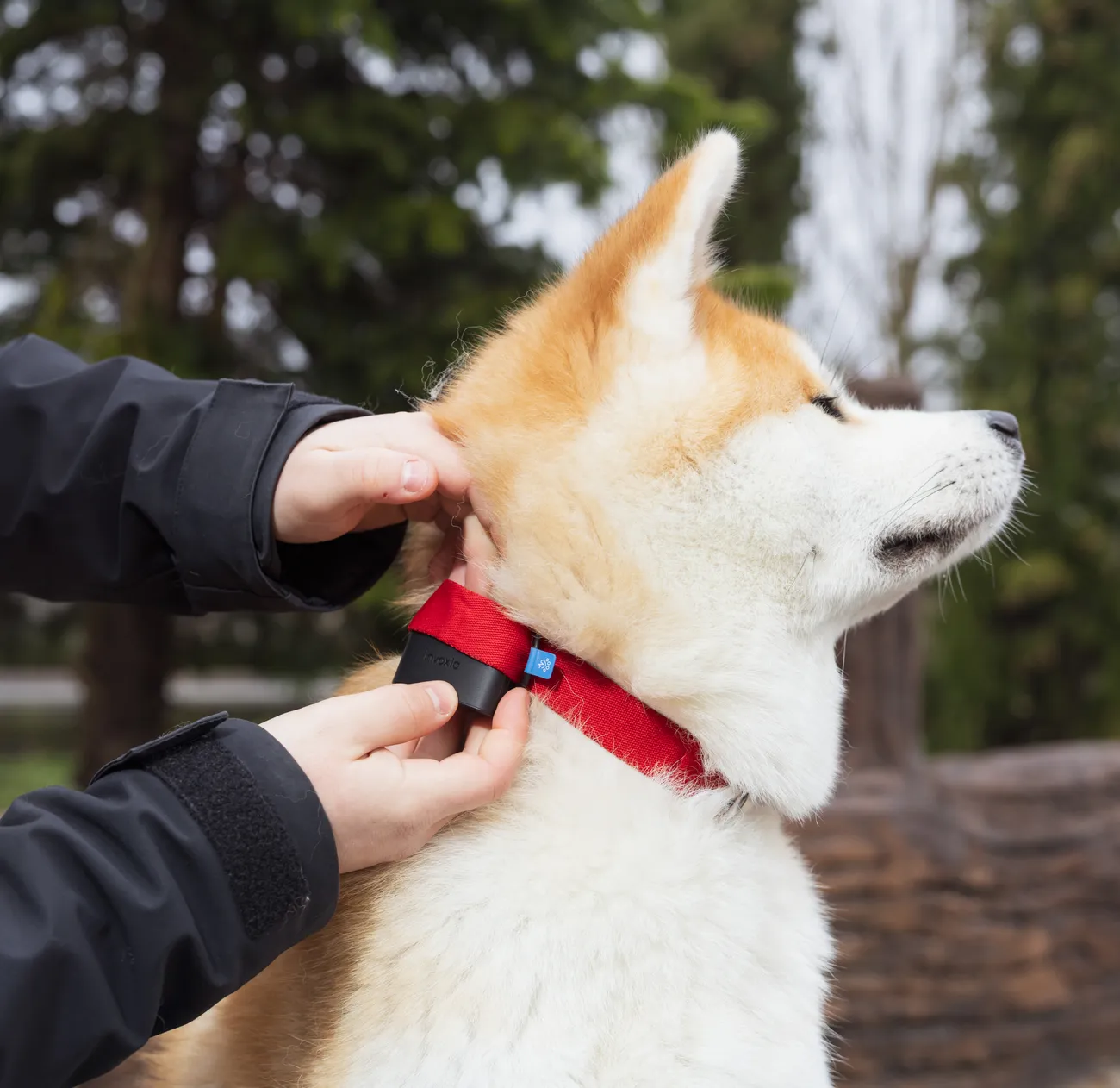 A dog wearing a Minitailz in a red collar