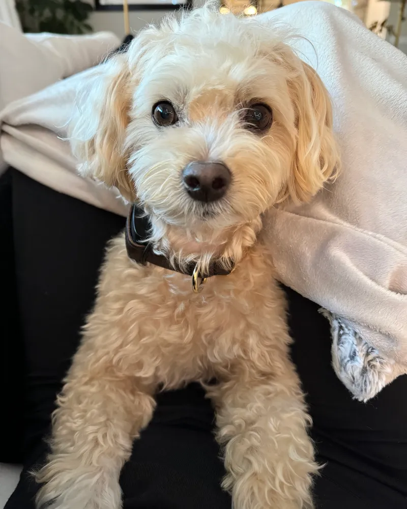 Un pequeño perro mezcla de Poodle de color crema sentado en el regazo de alguien en interiores, llevando un Invoxia Biotracker negro.