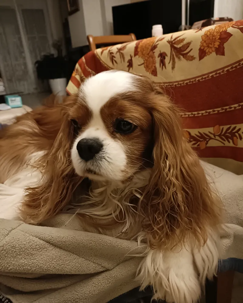 Un Cavalier King Charles Spaniel acostado en una silla en interiores, luciendo relajado.