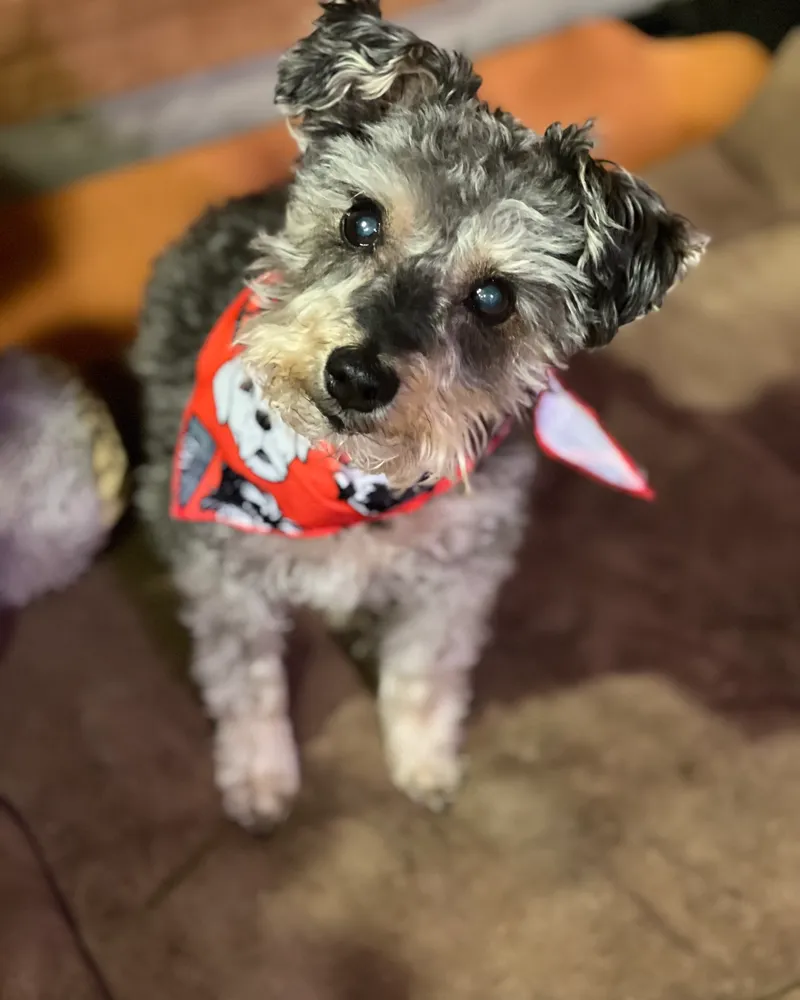Un pequeño Schnauzer mezcla gris con un pañuelo rojo con un patrón de calavera, sentado en el interior.
