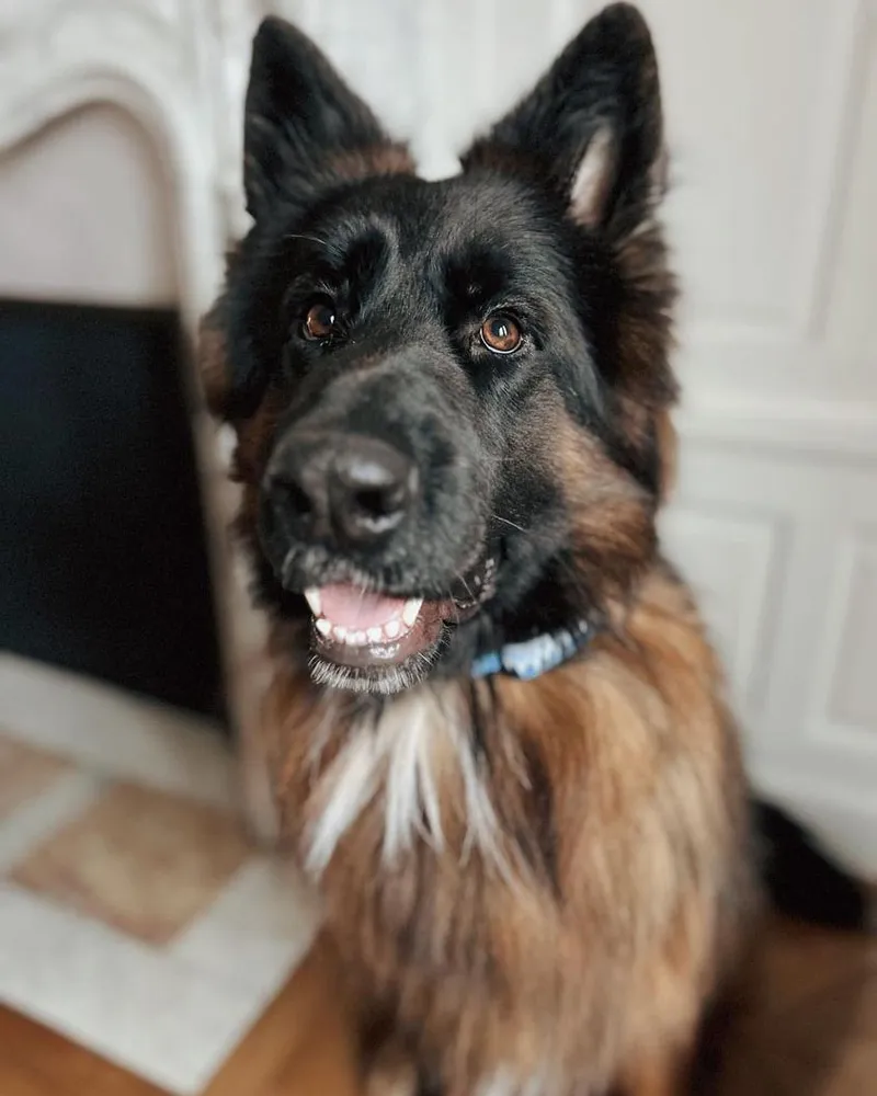 Un chien Berger Allemand assis à l'intérieur, portant un collier Invoxia Biotracker jaune.