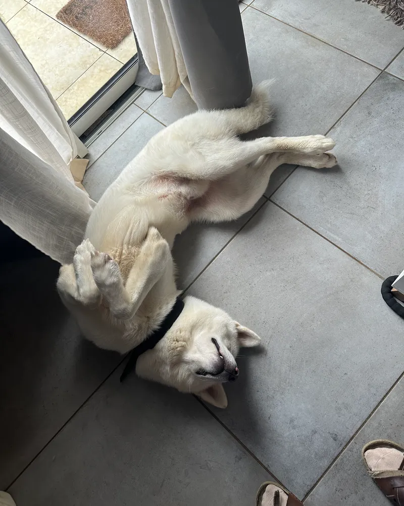 A white Akita dog lying on its back on a tiled floor indoors, wearing a black Invoxia Biotracker.