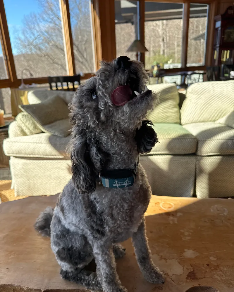 A small gray Poodle sitting indoors, licking its nose while wearing an Invoxia Biotracker.