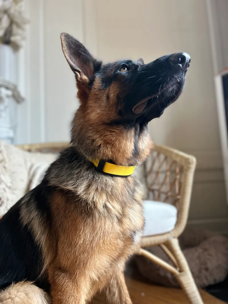 A German Shepherd dog sitting indoors, wearing a yellow Invoxia Biotracker collar.