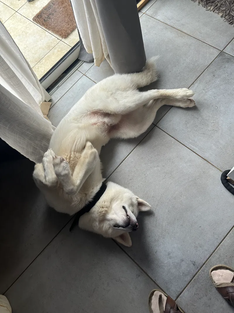 A white Akita dog lying on its back on a tiled floor indoors, wearing a black Invoxia Biotracker.