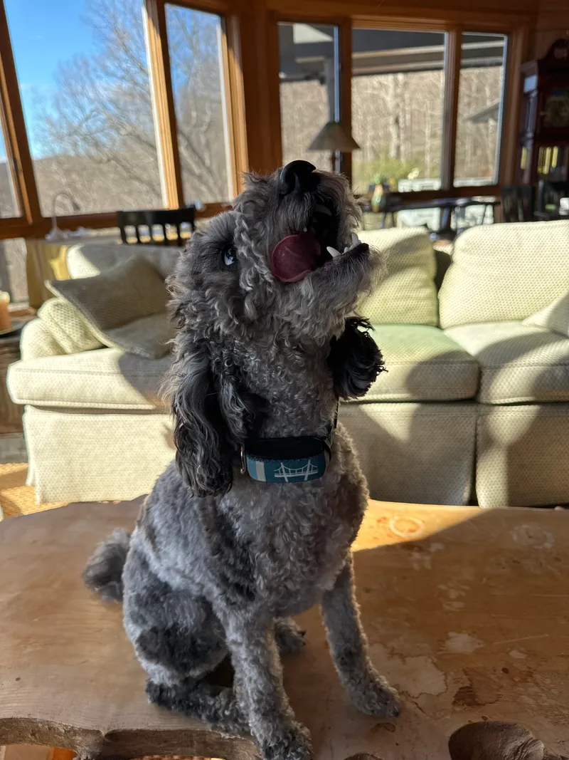 A small gray Poodle sitting indoors, licking its nose while wearing an Invoxia Biotracker.