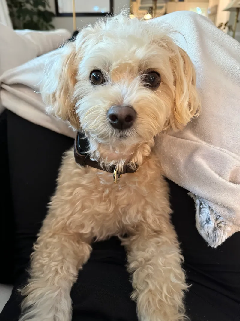 A small cream-colored Poodle mix sitting on someone’s lap indoors, wearing a black Invoxia Biotracker.