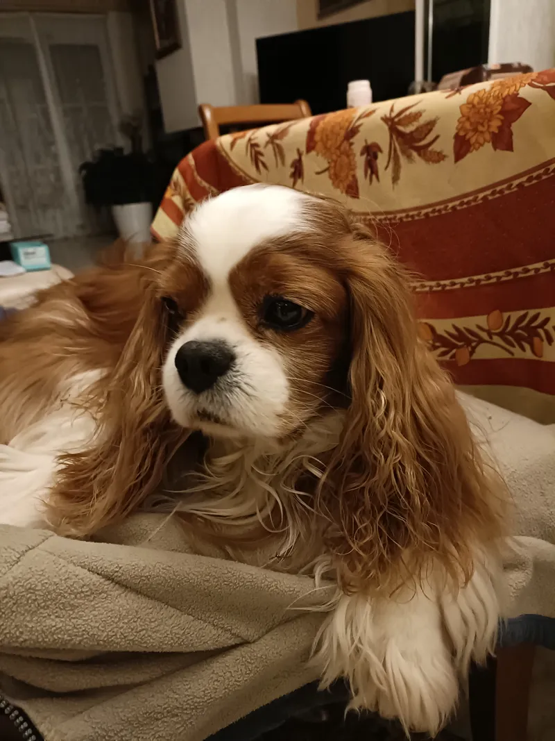 A Cavalier King Charles Spaniel lying on a chair indoors, looking relaxed.