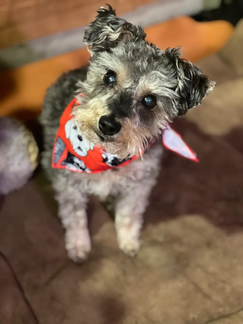 A small gray Schnauzer mix wearing a red bandana with a skull pattern, sitting indoors.