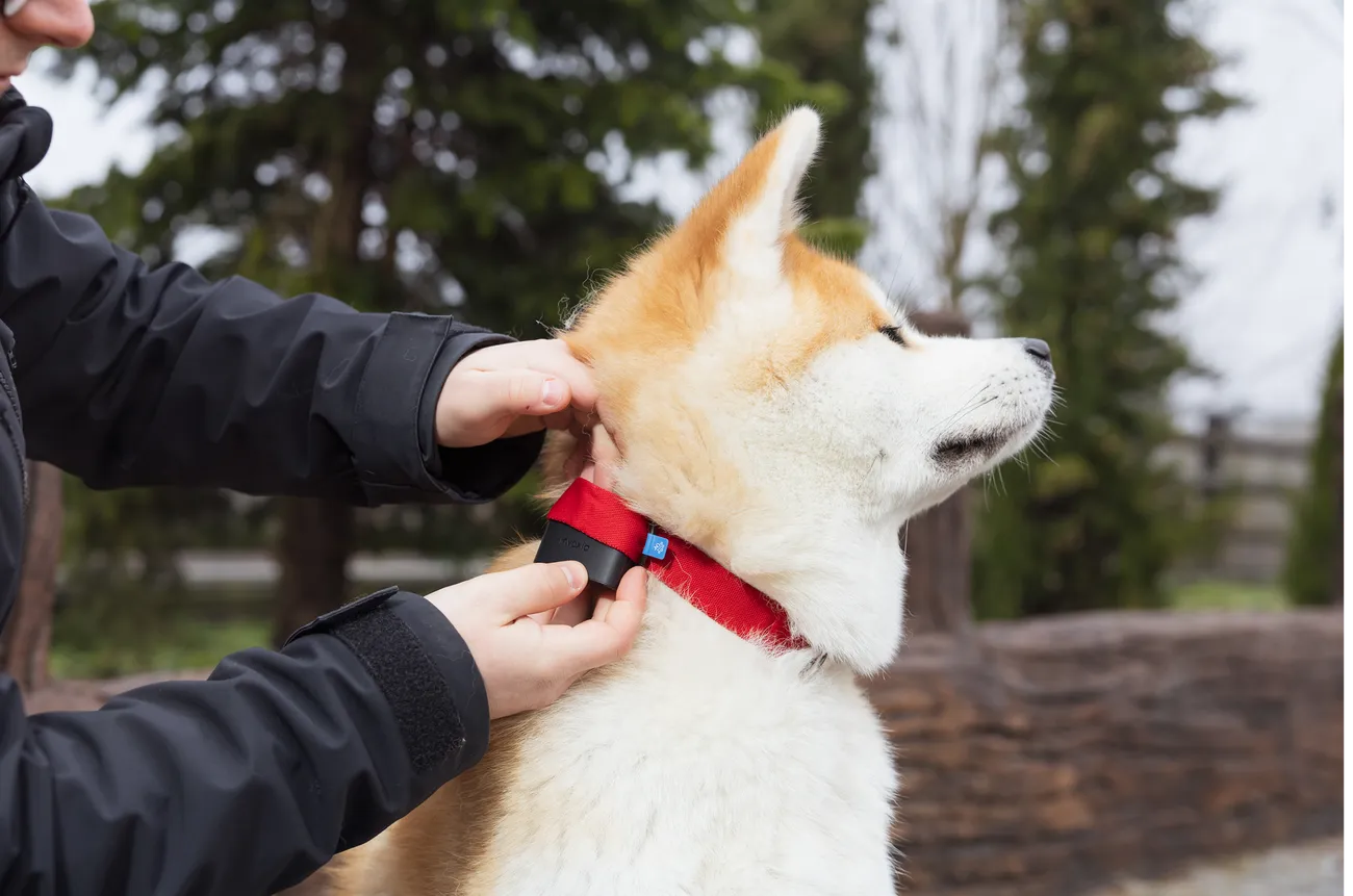 Un chien portant un Minitailz sur un collier rouge