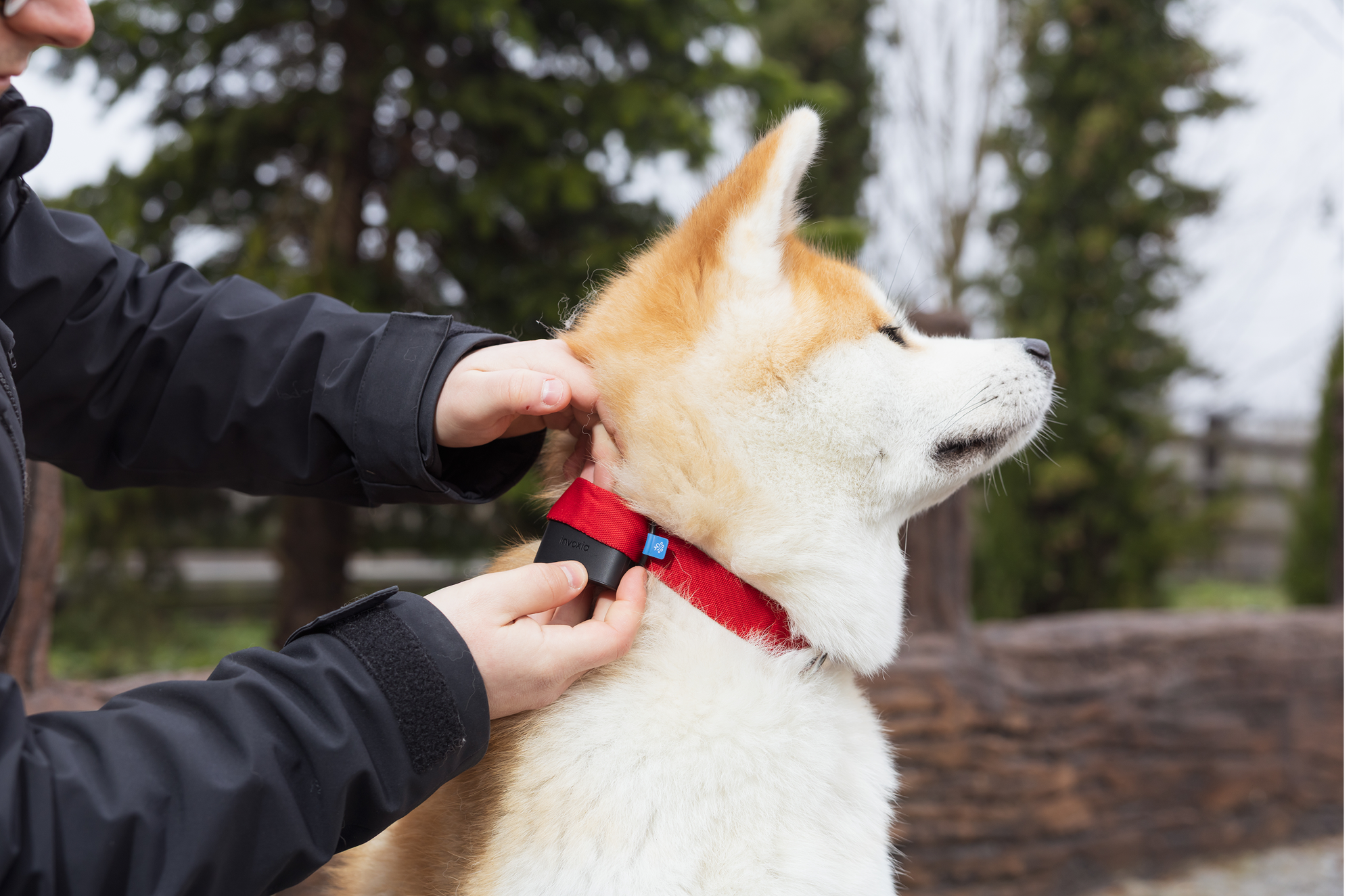 Un chien portant un Minitailz sur un collier rouge