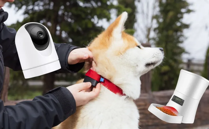 Akita Inu sur lequel on installe facilement un Biotracker Invoxia, avec une caméra et un distributeur de croquettes autour