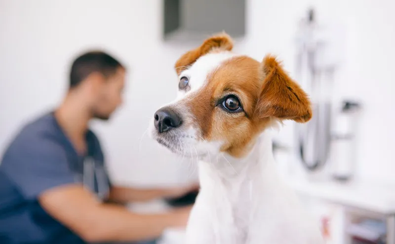 petit chien marron jouant avec sa maîtresse en donnant la patte