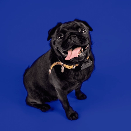 Petit chien noir avec un Pet Tracker Invoxia fixé à son collier