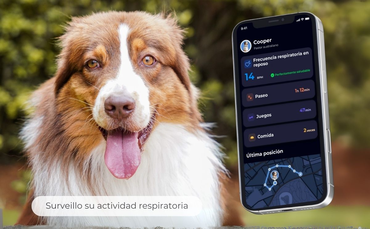 Invoxia Produkt