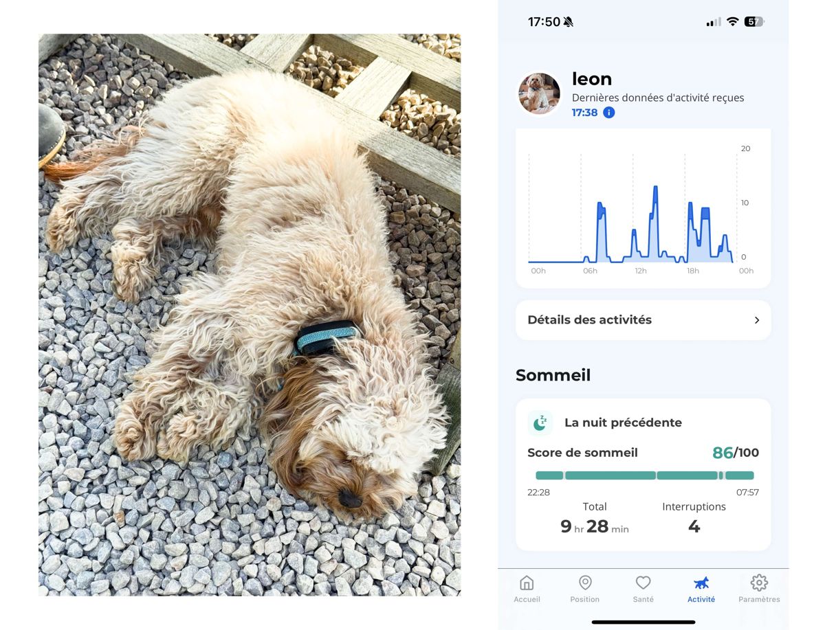 Sommeil de votre chien avec le sleep score