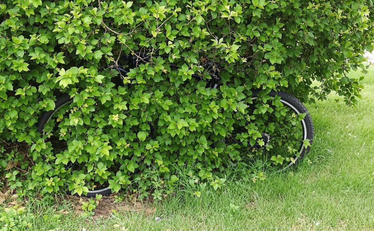 Stolen Bike, Recovered Bike: The Invoxia GPS Tracker Helps Him Recover His Bike Hidden in a Bush