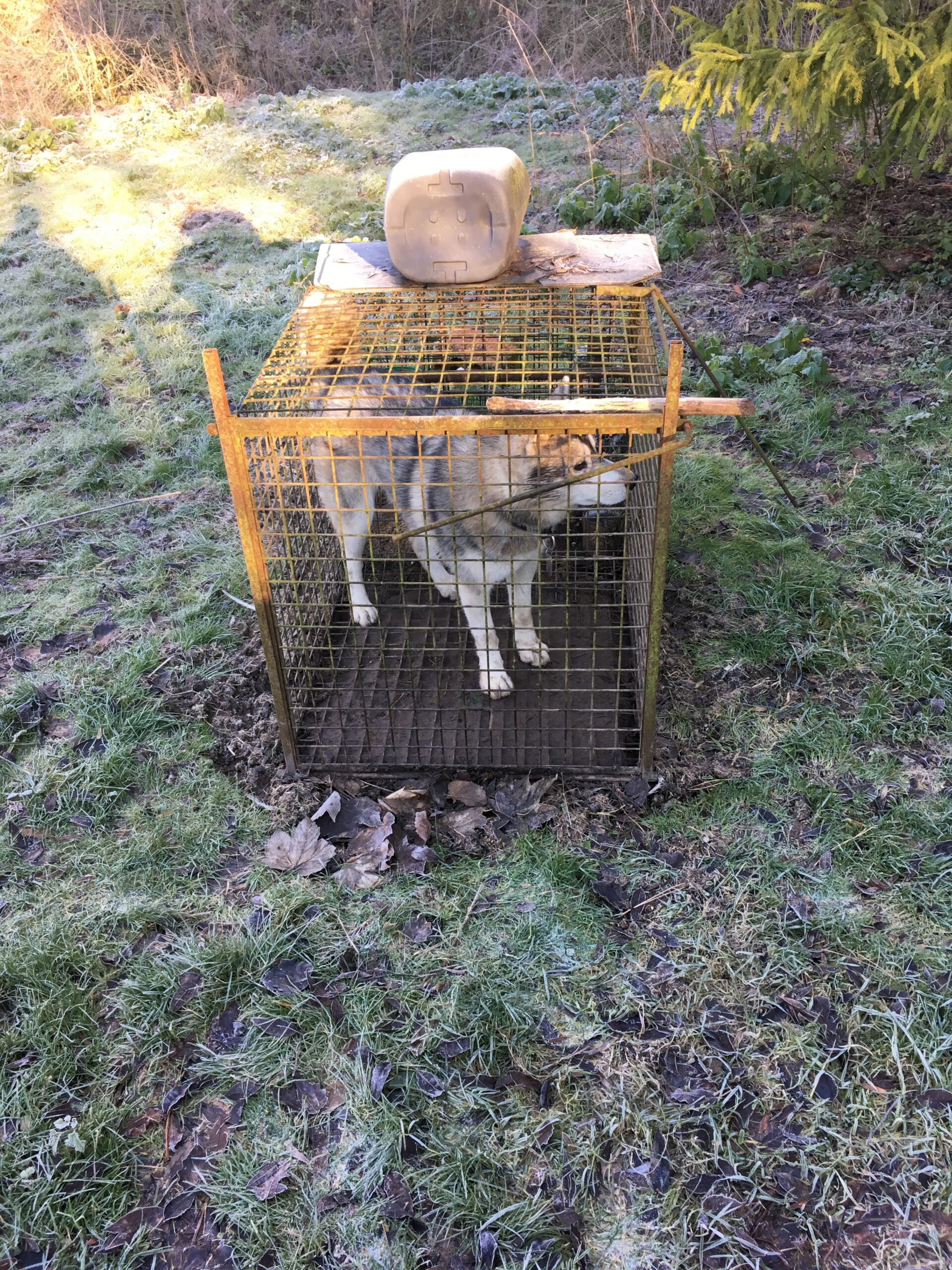 The dog Tempo found locked in a fox trap after 48 hours