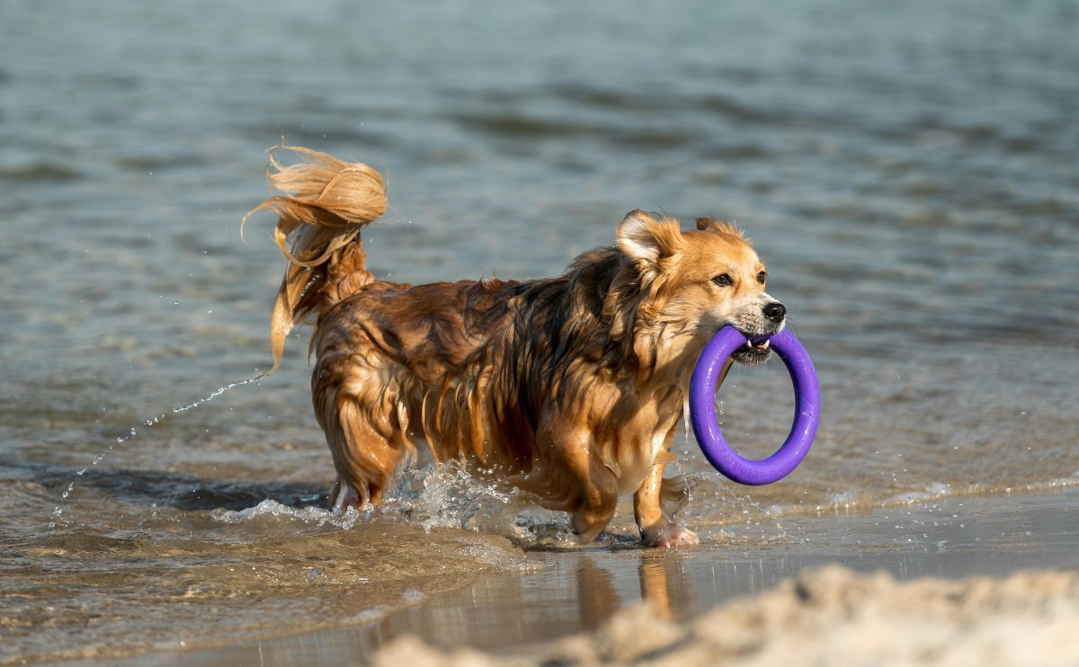 Activity for Dogs: The Benefits of Swimming for Your Pup