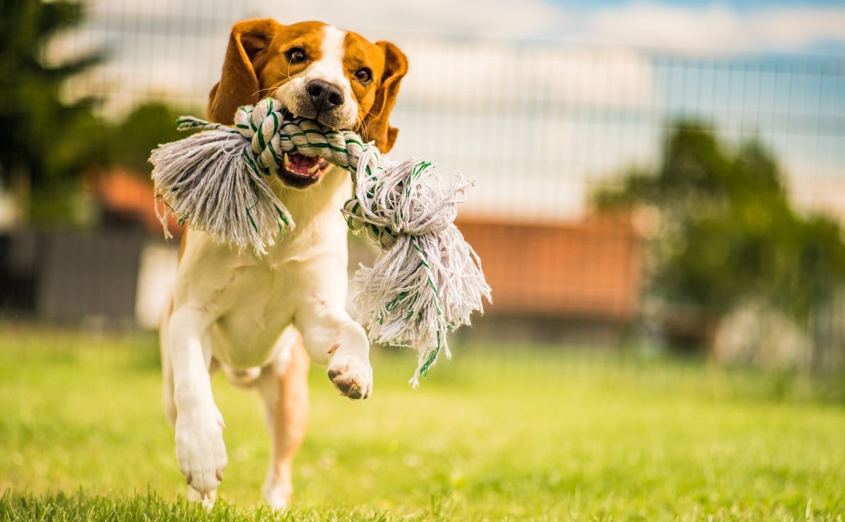 Exercises and Activities for Dogs: The Complete Guide